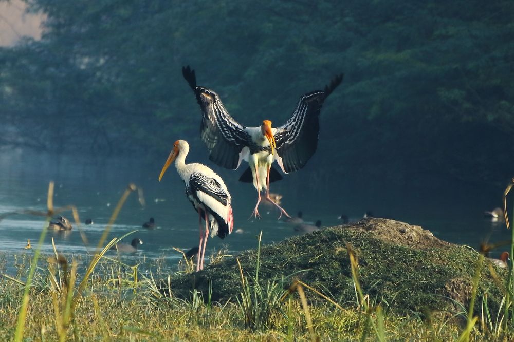 Painted Stork Comes to Land