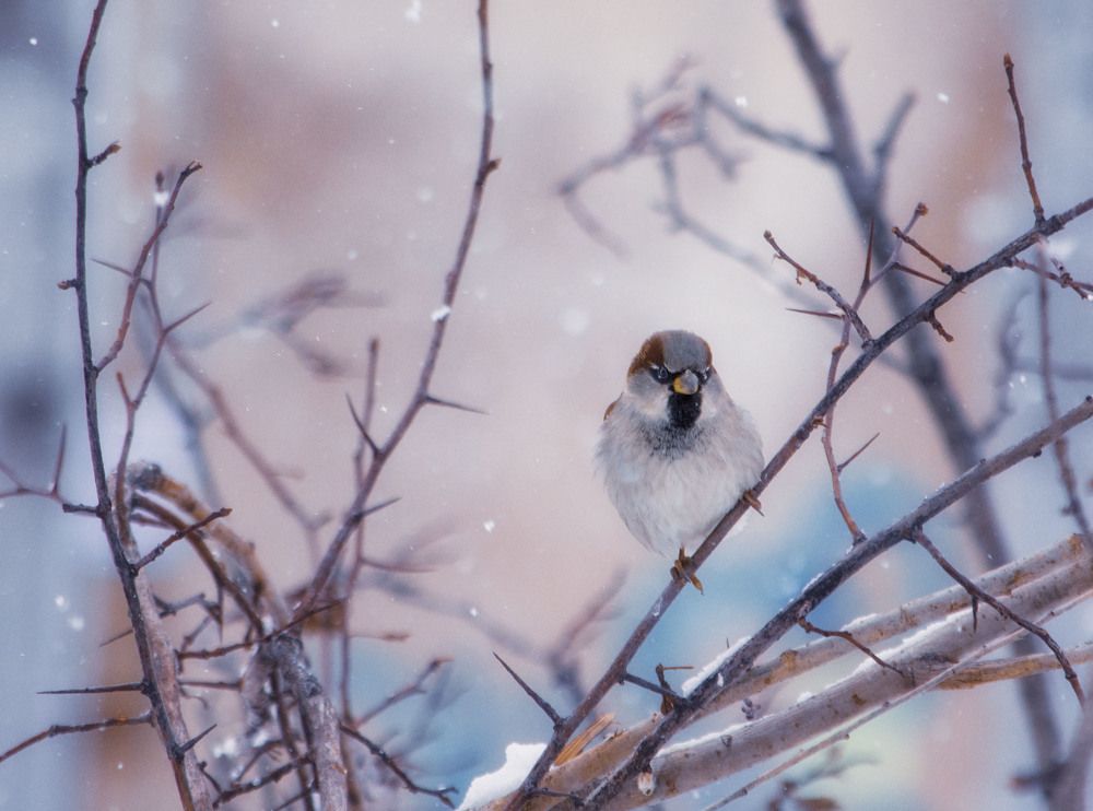 Photograph by Юлия Лушникова