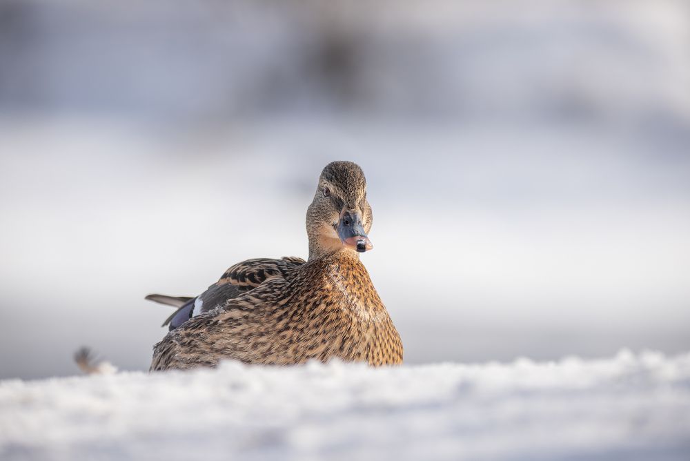 Фотография автора Юлия Сазанова
