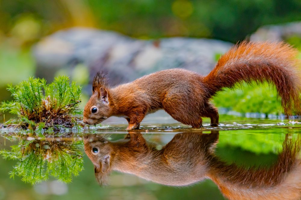 Photograph by Ellen Lichtenheldt