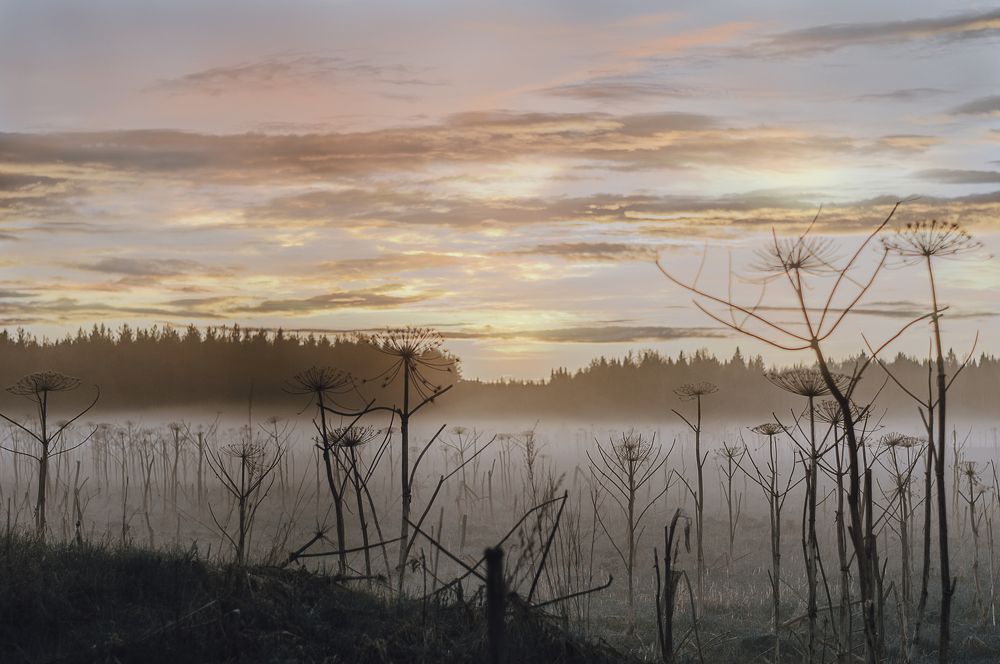 Проникающий Туман