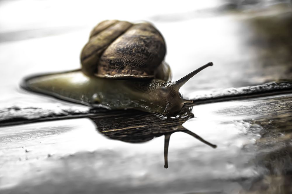 Photograph by Муза Латинская