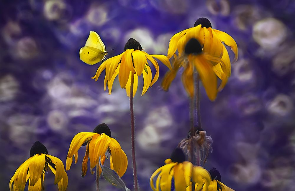 Photograph by Полина Васеева