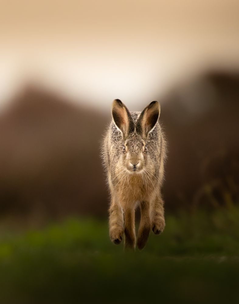 Hare Head-On