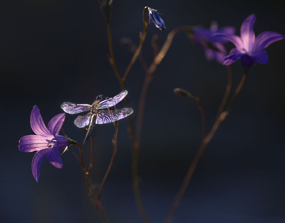 Photograph by Полина Васеева