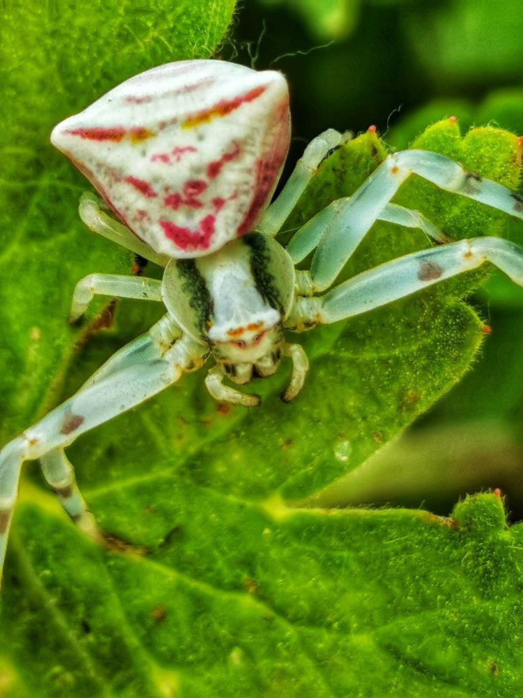 Photograph by Lilsssi