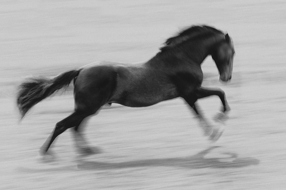 Photograph by Aurency Cremello