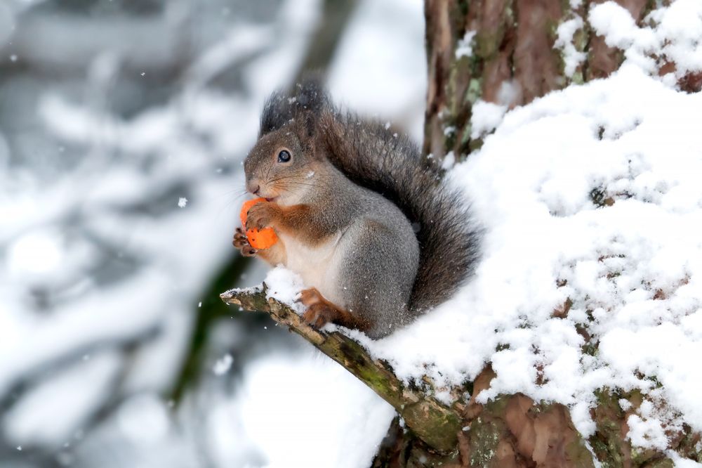 Photograph by Viktor Makarov