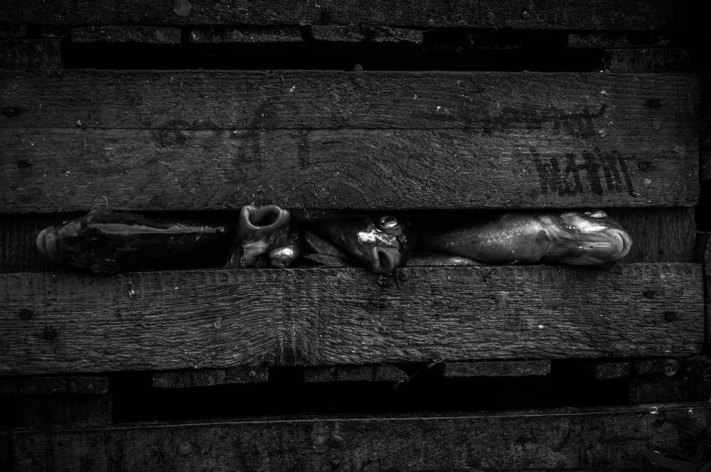 Photograph by Алексей Чипиго