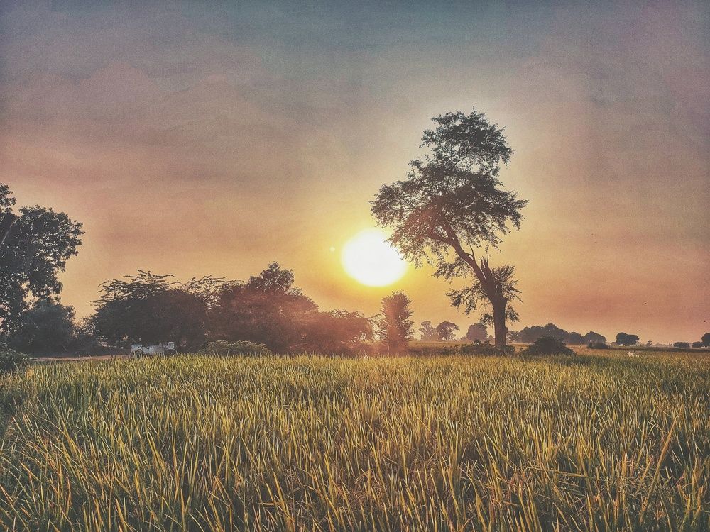 Photograph by Dr Abdullah Safeer