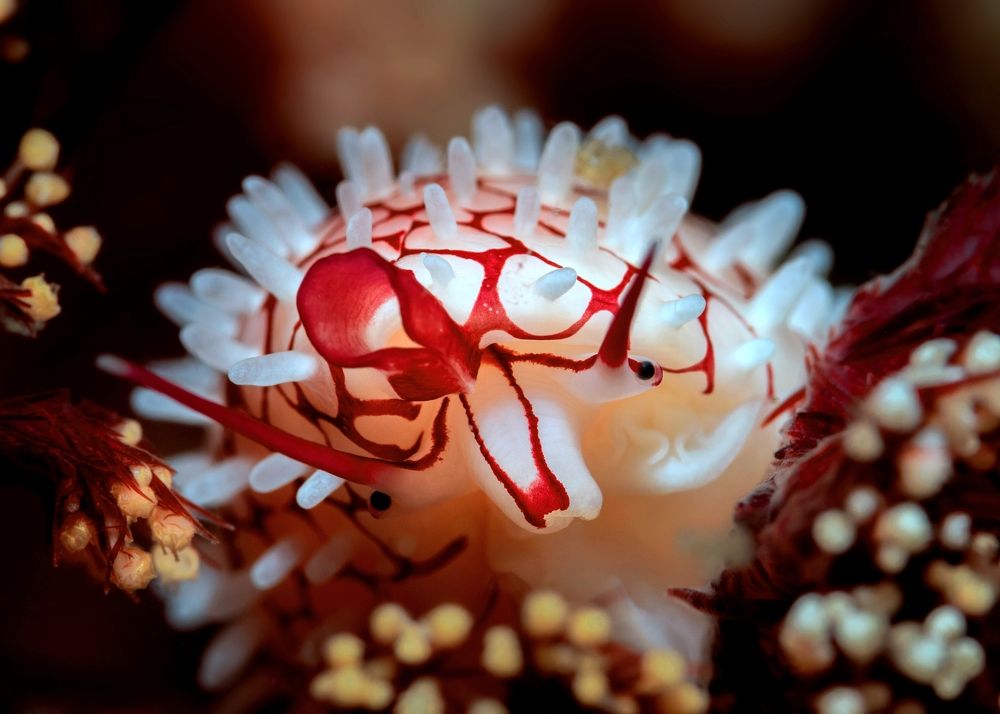 Photograph by Aldo Galante