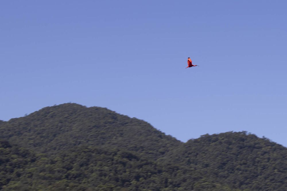 Birds from Ilha do Cardoso