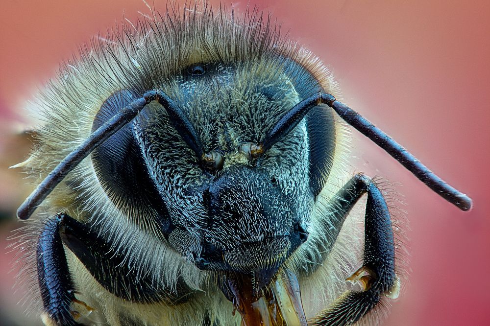 Bee