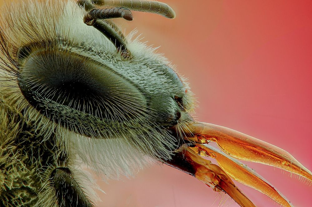 Photograph by Rui Santos