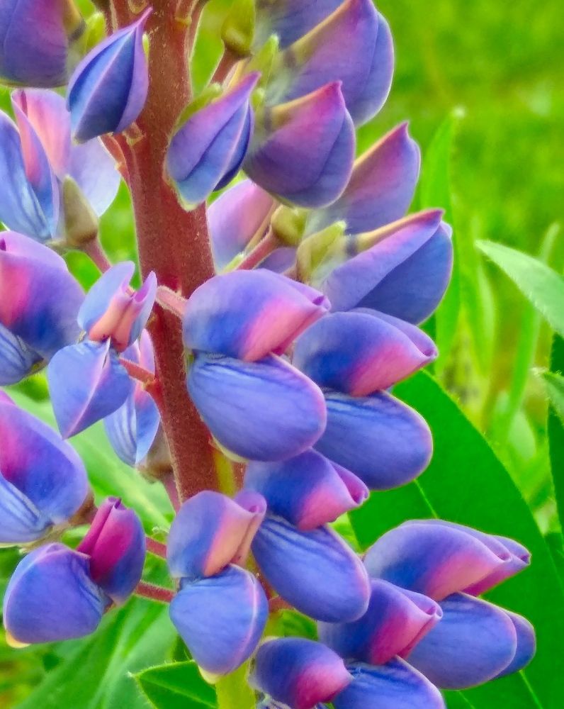 Фотография автора Анжелика Чашинская