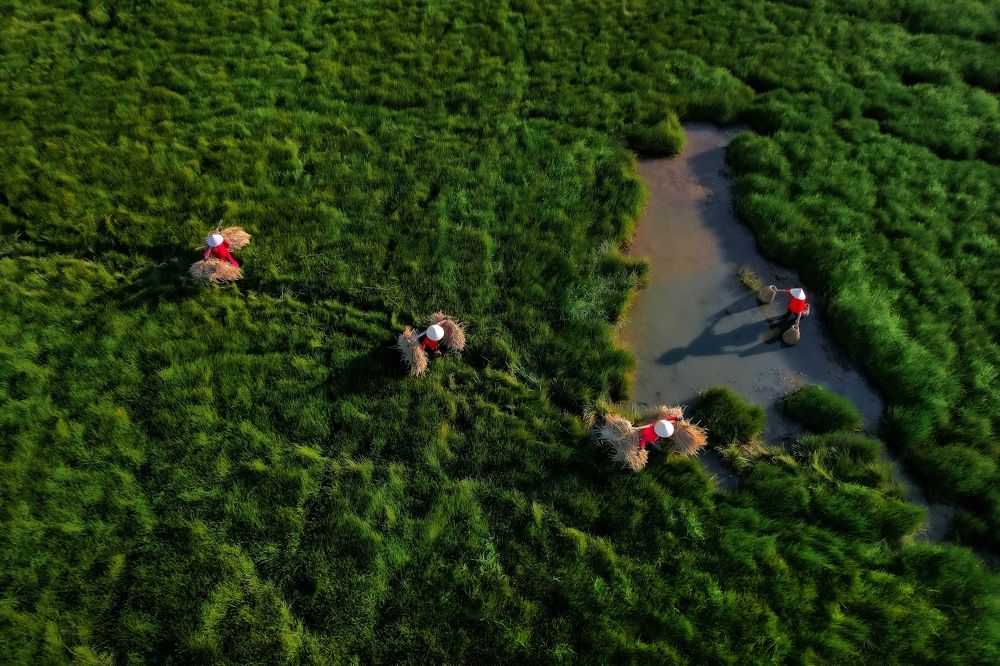 Afternoon on the grassland