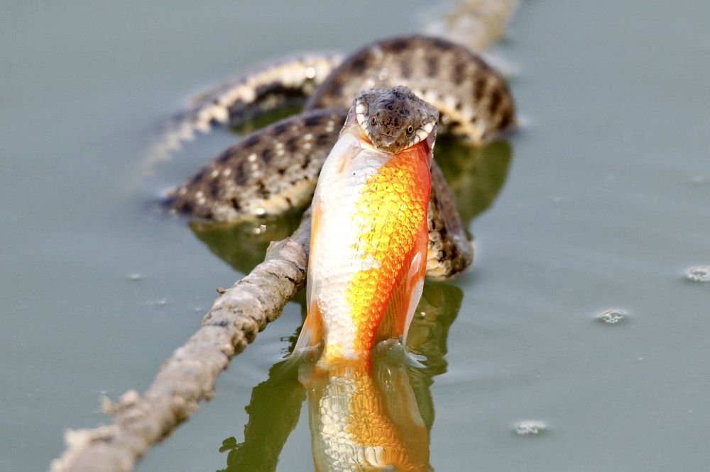 A water snake..