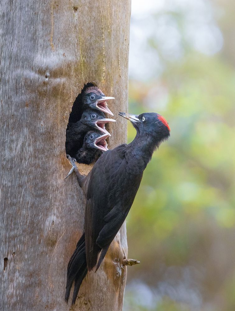 Photograph by Carsten Thamdrup Lund