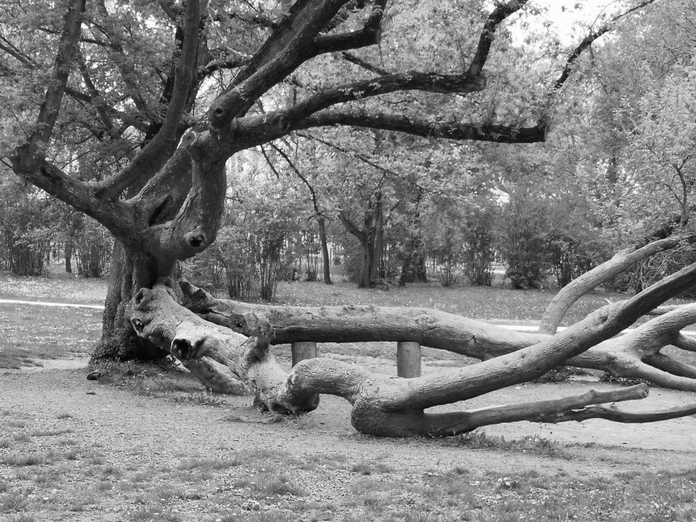 Старое дерево
