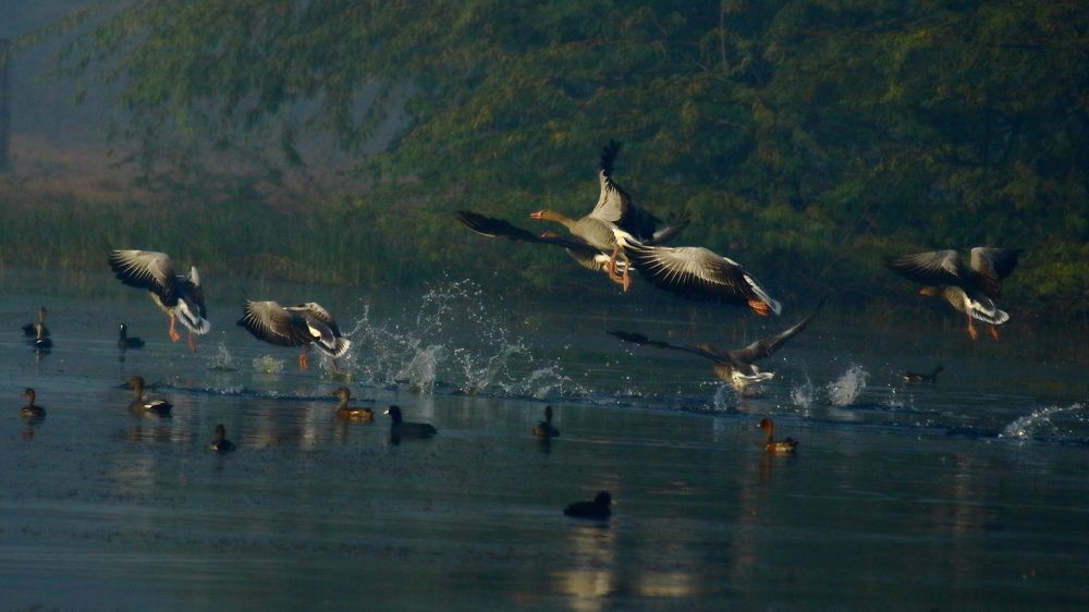 Greylag Geese