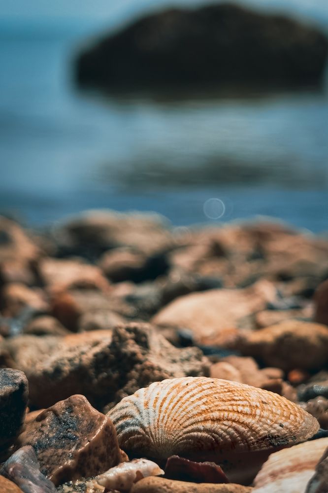 seashell