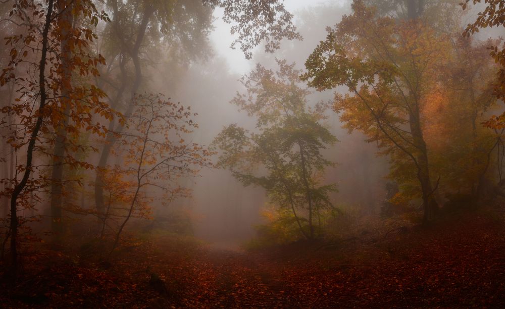 Photograph by Владимир Метцгер