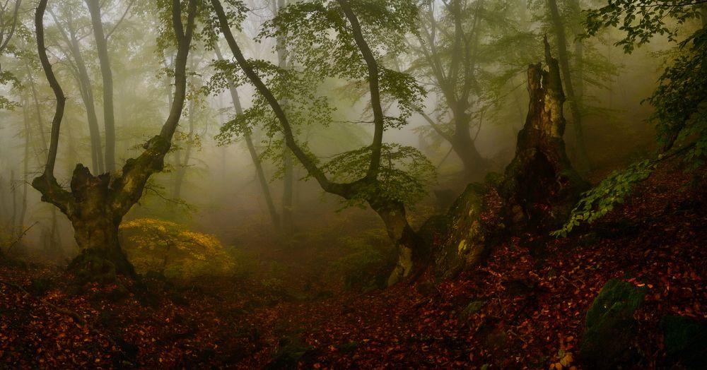Фотография автора Владимир Метцгер
