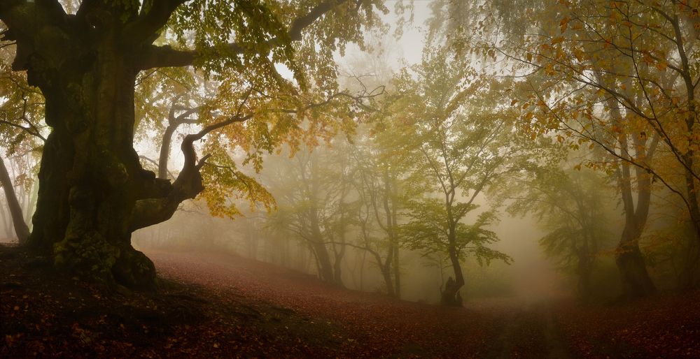 Фотография автора Владимир Метцгер