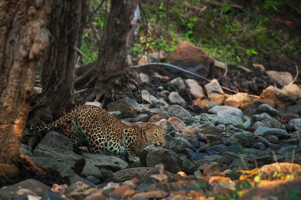 Photograph by Jain Salil