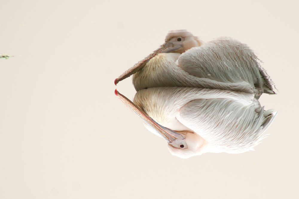 Photograph by  Arif Zayoed rifat