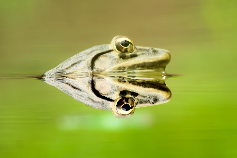 Photograph by  Arif Zayoed rifat