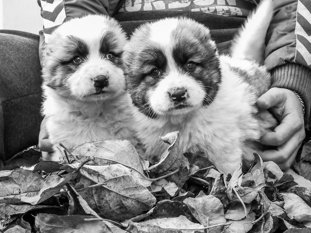 Photo #6830662