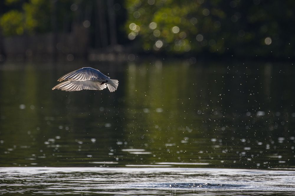 Photograph by Chamara Sulakkhana Polwatta Siriyalage