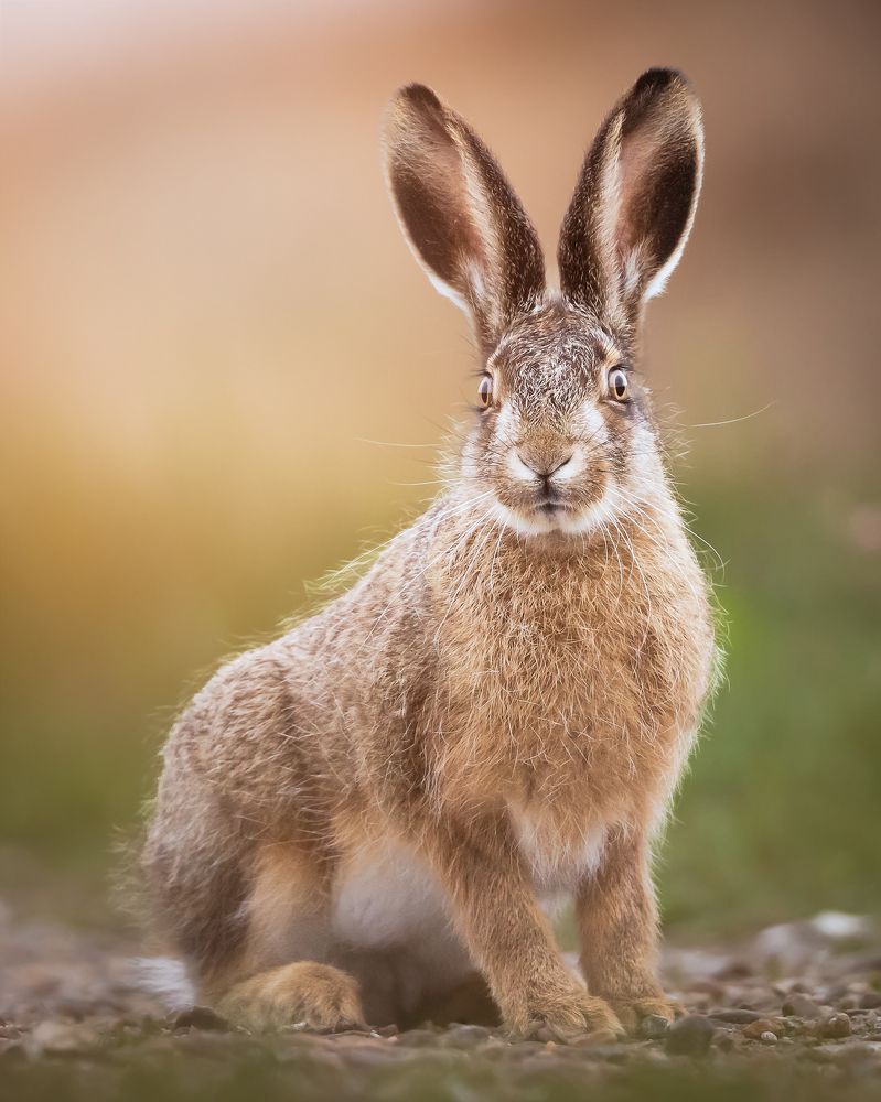 Photograph by Carsten Thamdrup Lund