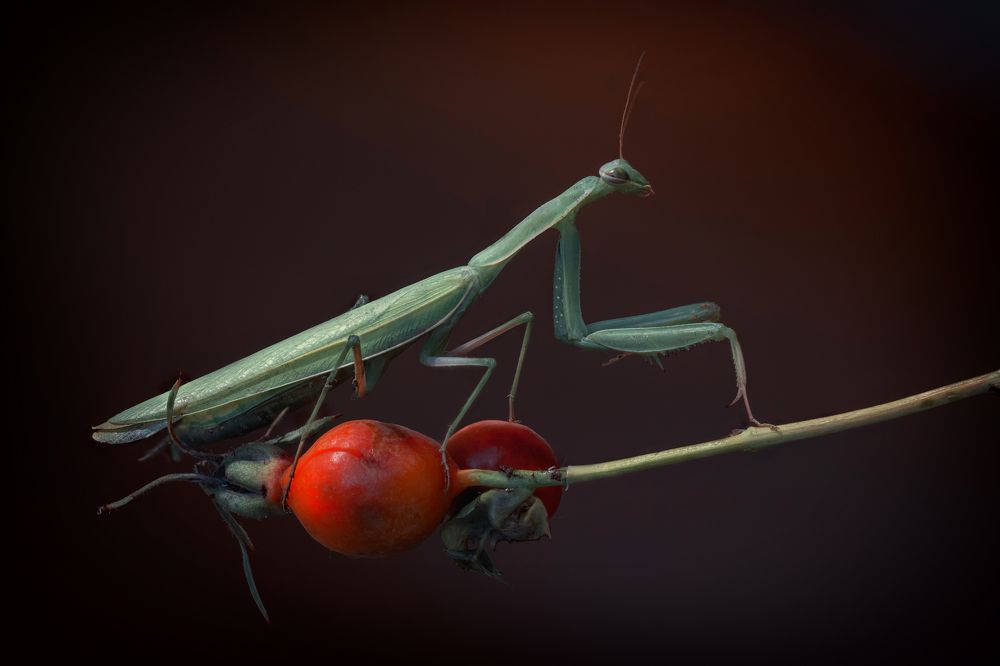 Photograph by Кузнецов Дмитрий