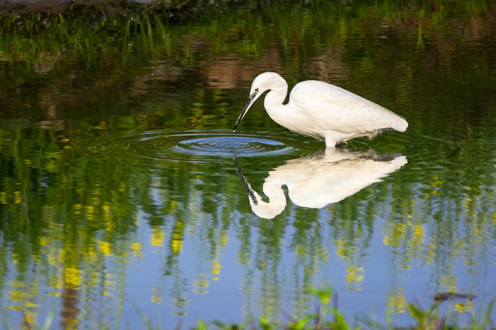 Little egret