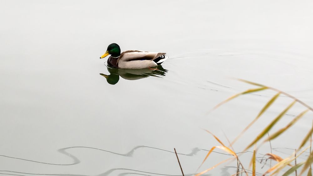 Photograph by Галина Полищук