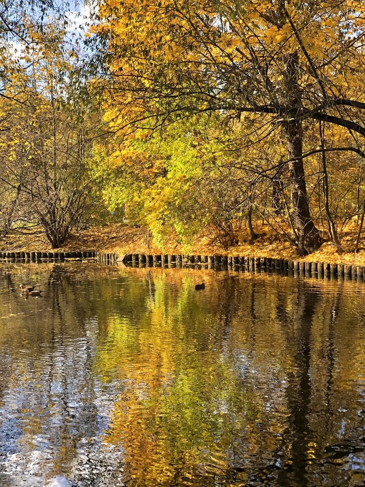 Золотая осень