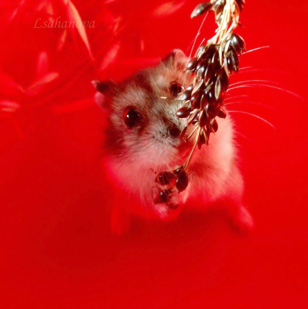 Photograph by Любовь Саханова