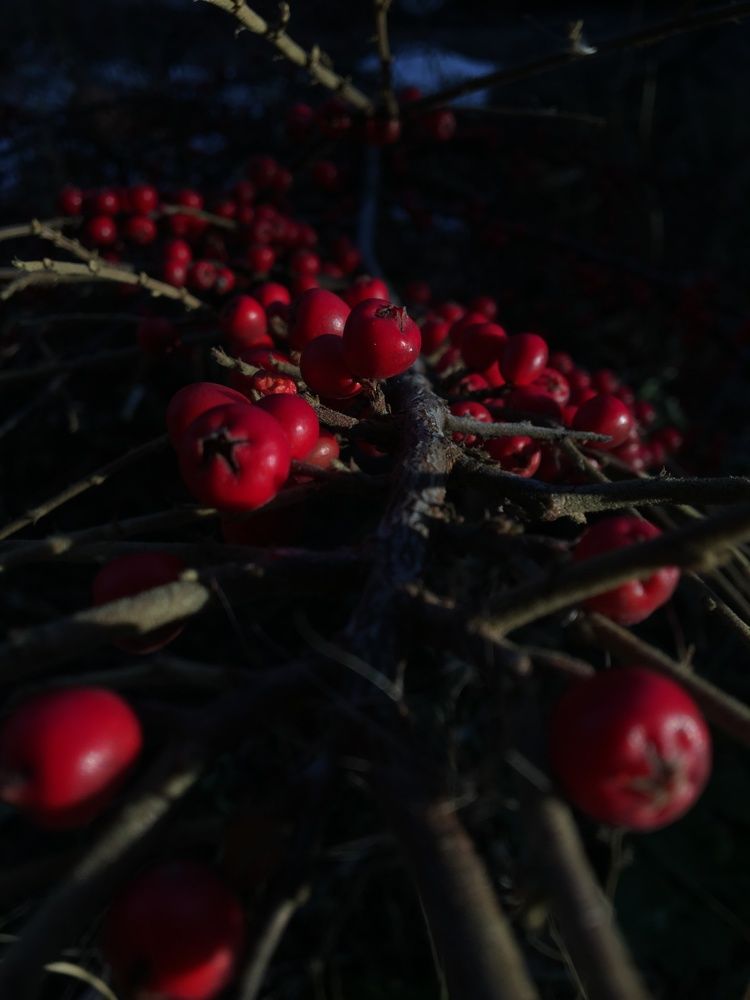 Пришла зима