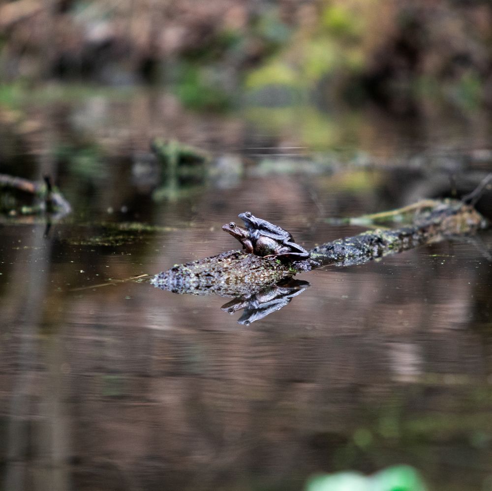 Photograph by Николай Шарлай