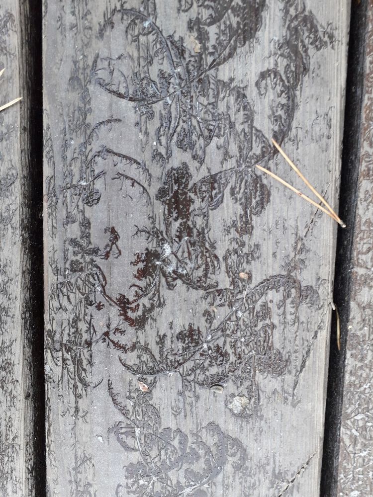 Photo #6831852
