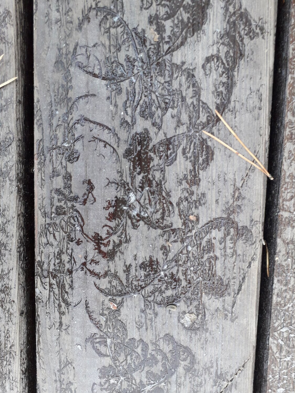 Photo #6831852