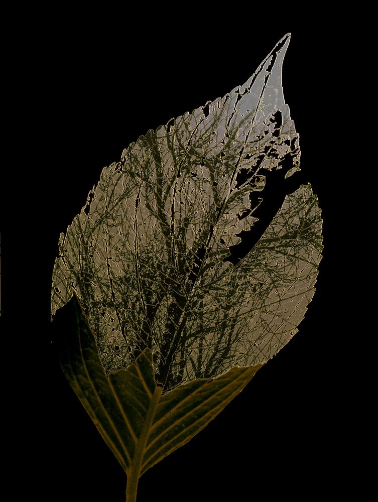 Photograph by Ritu Dinkar