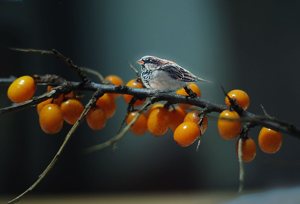 Фотография автора Елена Савельева