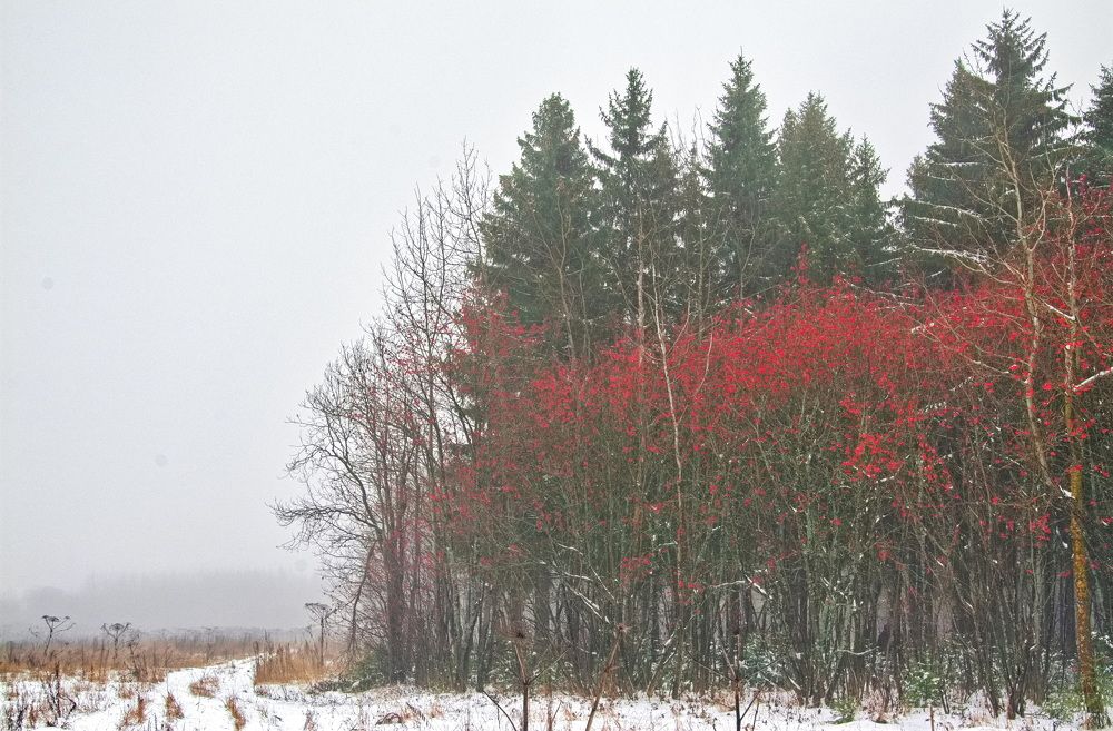 Рябиновый огонь