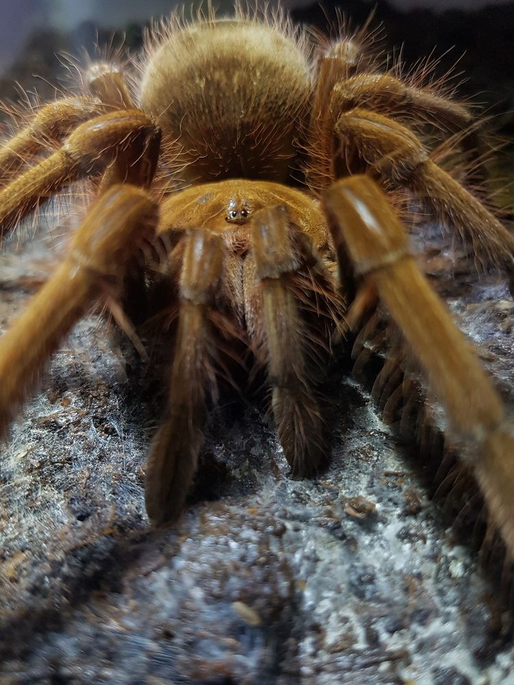 Tarantula Gigante