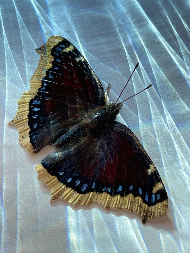 Photograph by Юлия Отставнова