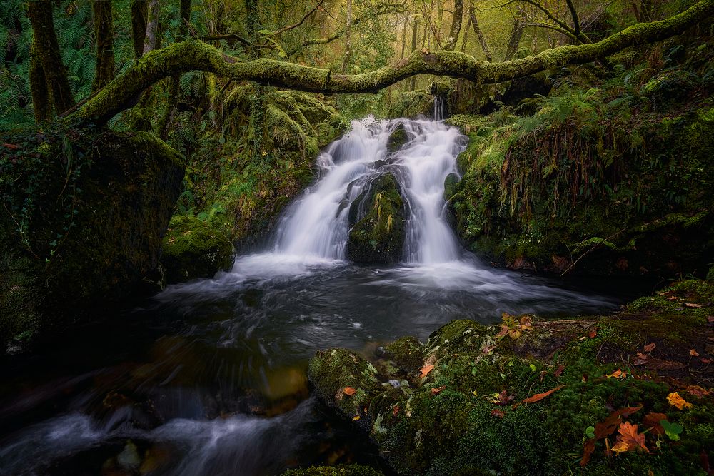 the tree crossing the waterfall