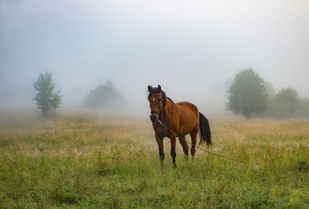 Photograph by Елена Васильева